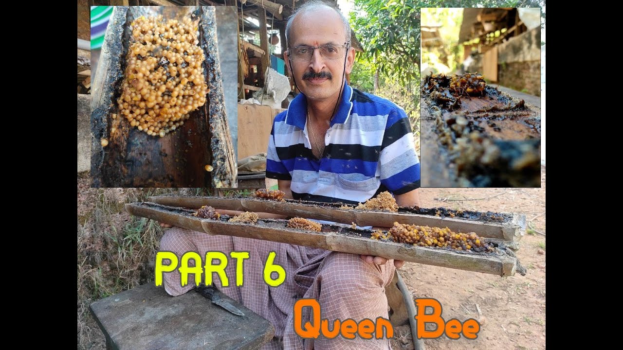 ಮೊಜಂಟಿ ಜೇನು ಸಾಕಾಣೆ | Sting-less Honey Bee Keeping | Mojanti - Part 6
