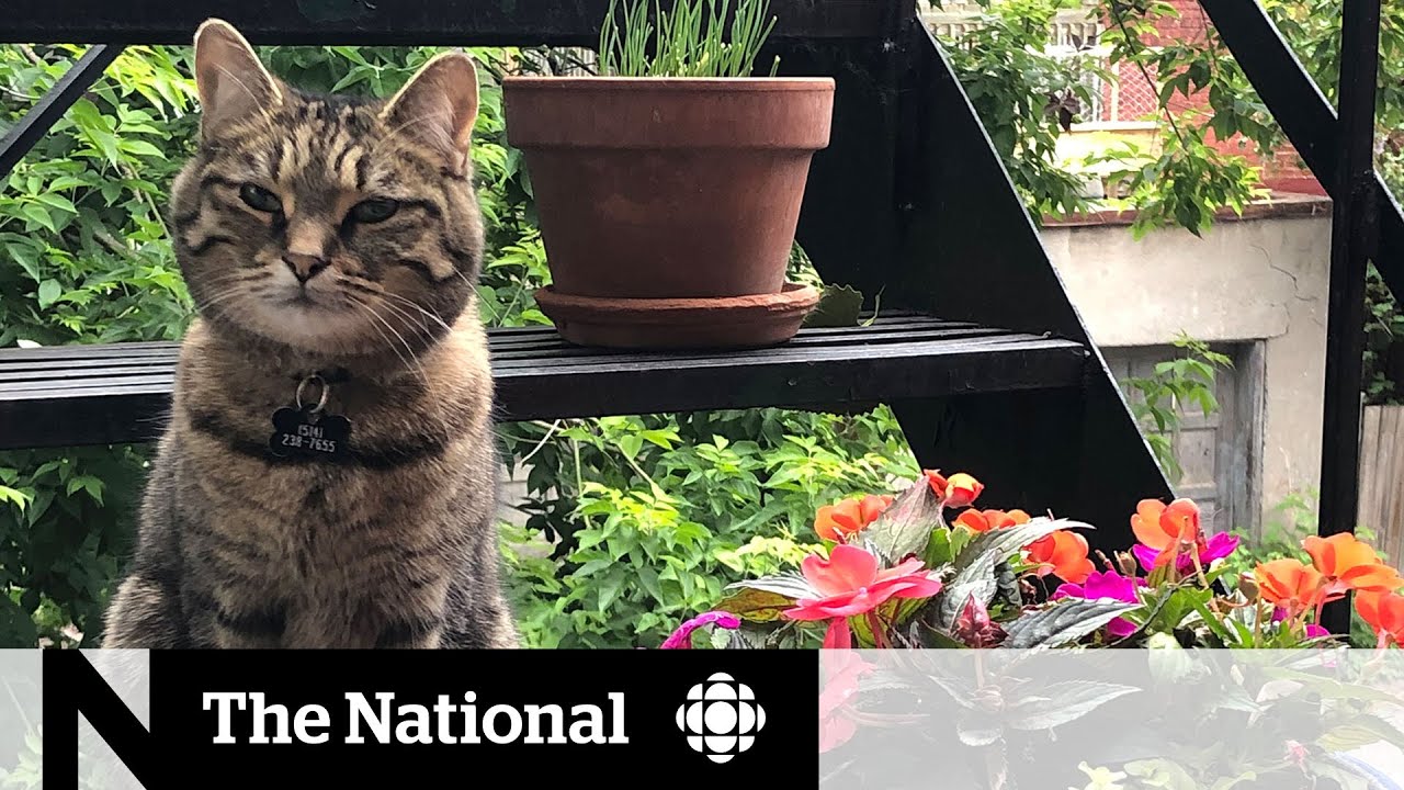 Montreal SPCA wants to change how pet custody is considered in a breakup