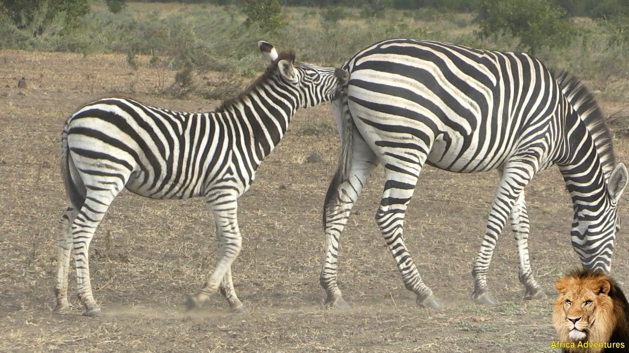 Baby Zebra In Action