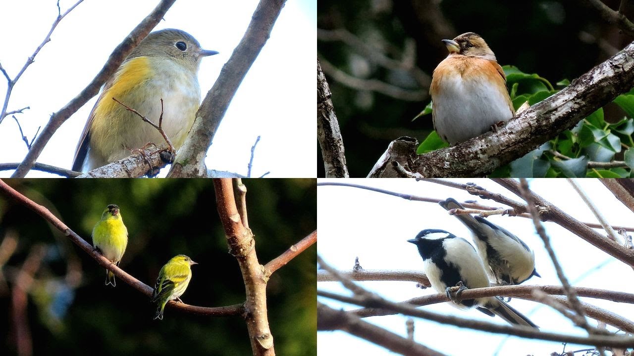 探鳥散歩 2026.01.17-22 ルリビタキ・マヒワ・アトリなど17種の野鳥を拾い撮り　西美濃各地の林縁や山間などを歩く