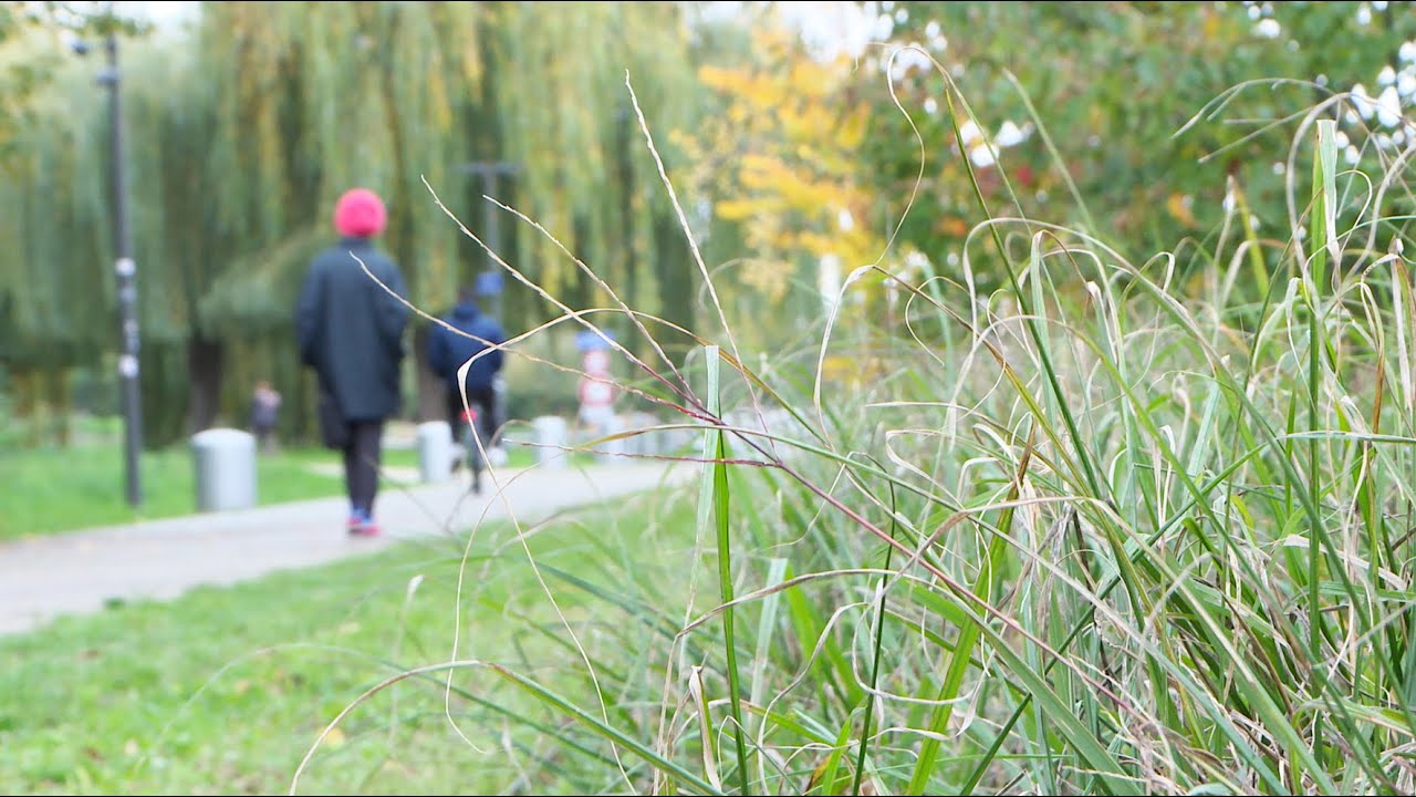 Un manuel d'&eacute;cologie urbaine pour des villes plus vivables