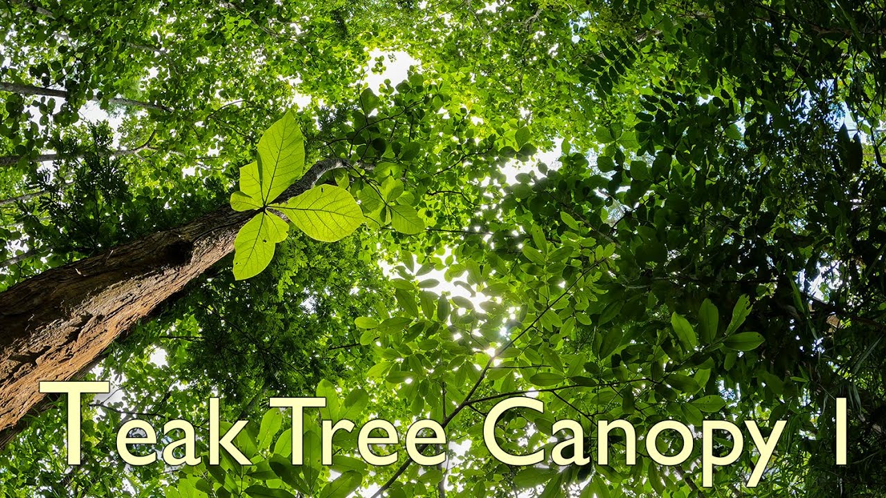 Relaxing Natural  Experience In A Teak Tree Forest Canopy | Cicada & Birdsong Ambient Sound