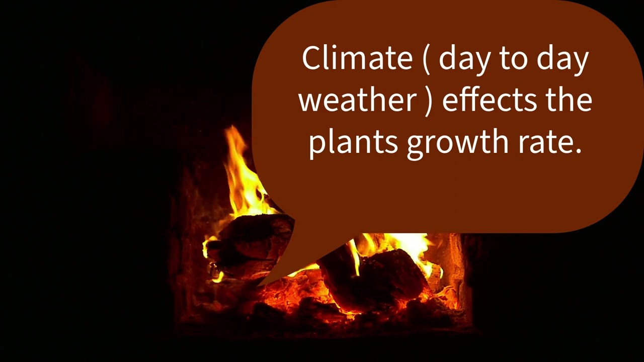 OneAfrica: Hemp As Fire Wood