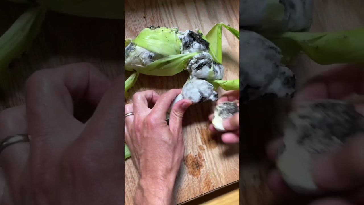 How we use Huitlacoche when it pops up in our flour corn patch! #homegardening #gardenharvest