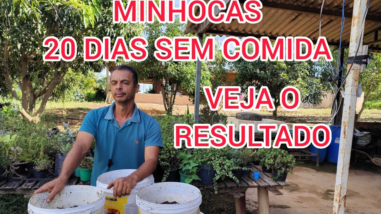 EXPERIÊNCIA MINHOCAS 20 DIAS SEM COMIDA VÍDEO PARTE 2 DOIS