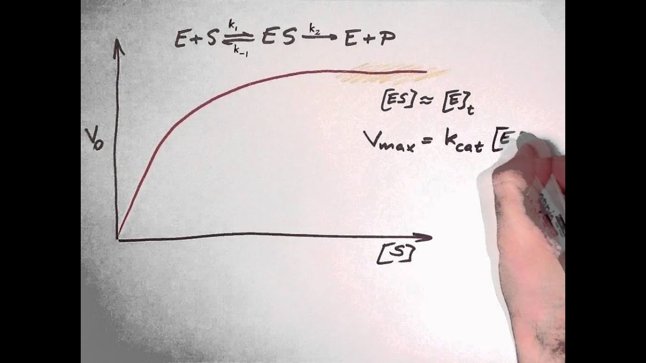 Biochemistry 9.3: Enzyme kinetics part 2