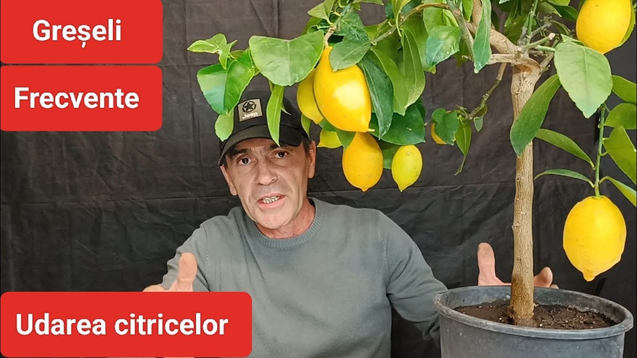 Udarea lămâilor. Sfaturi practice