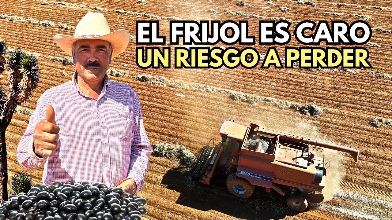 ZONA DE GRAN PRODUCCIÓN DE FRIJOL EN ZACATECAS