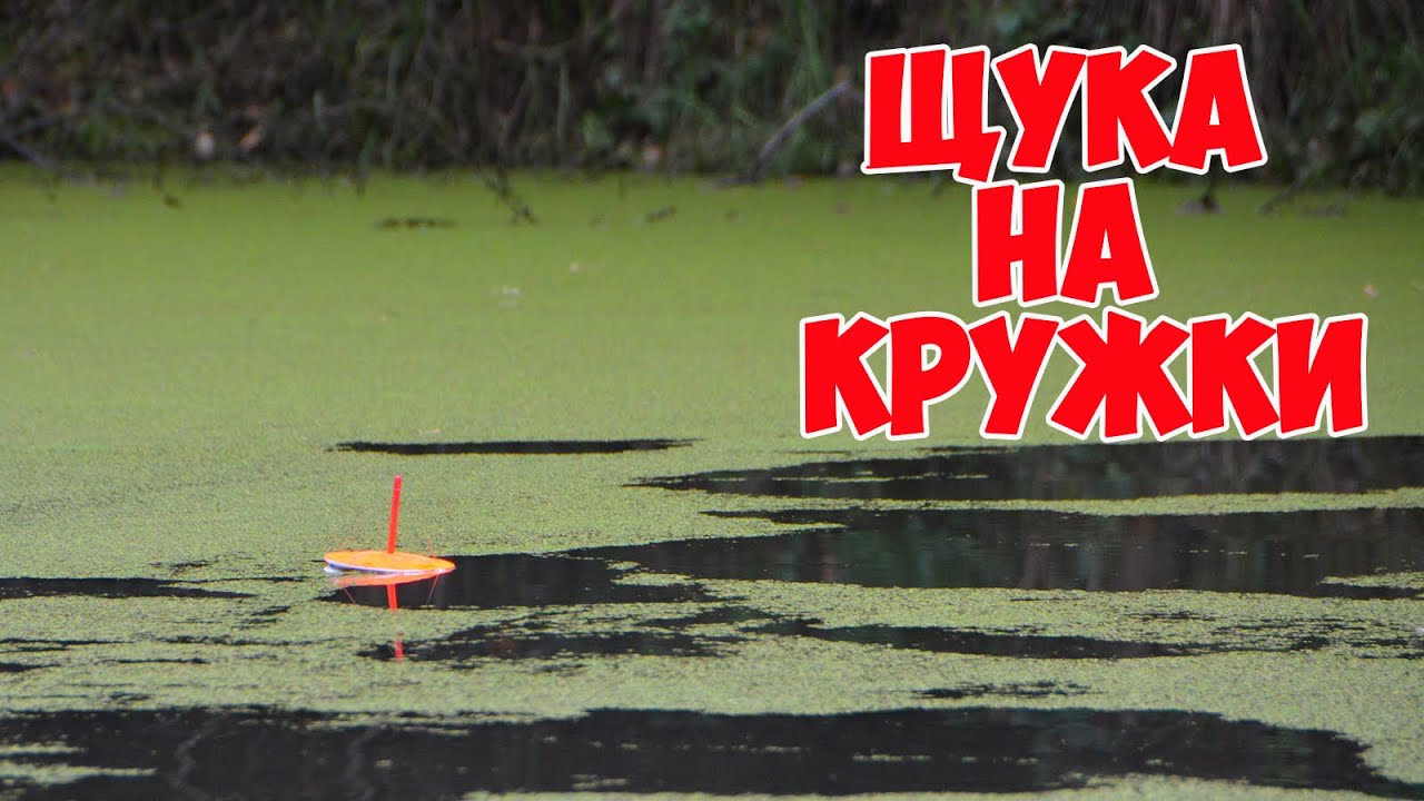 Щука на кружки. Ловля щуки на живца