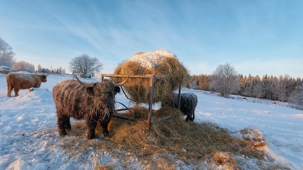Crisp Snow Sounds and Highland Cattle Cows