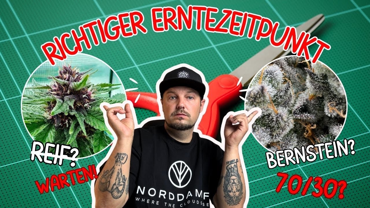 Cannabis harvest time: When is the perfect moment? What is 70/30?
