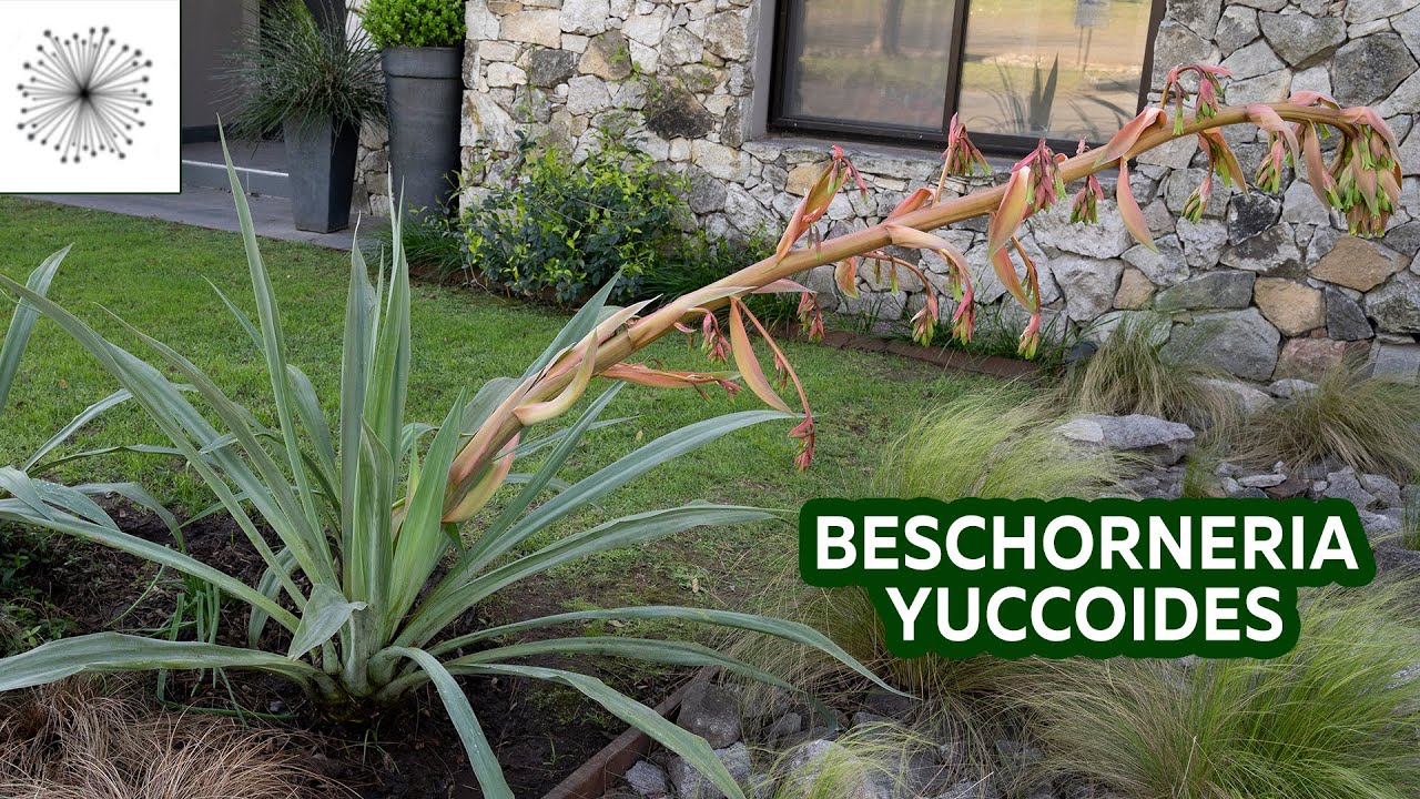 Todo sobre la suculenta Beschorneria yuccoides