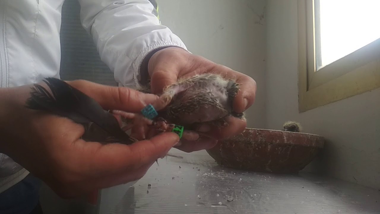 TUTORIAL. Como anillar y desparasitar pichones de palomas.( FACIL Y RAPIDO )