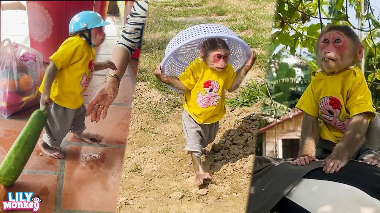 Lily helps dad harvest squash to sell
