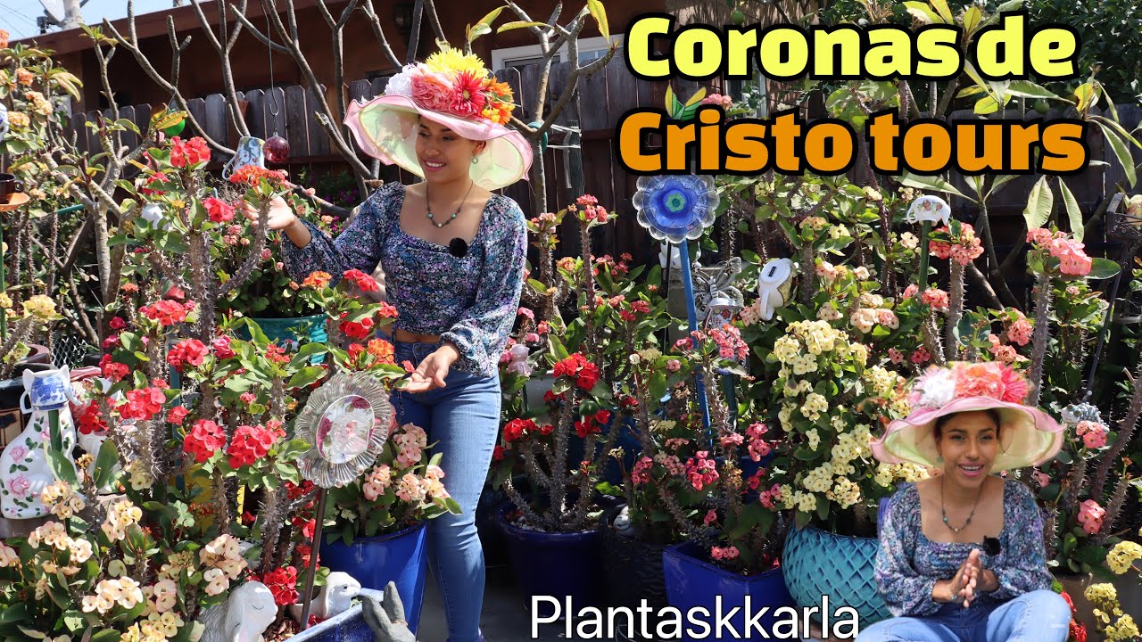 GUILLERMINA   NOS SORPRENDE CON SUS CORONAS DE CRISTO | tour completo y los cuidados