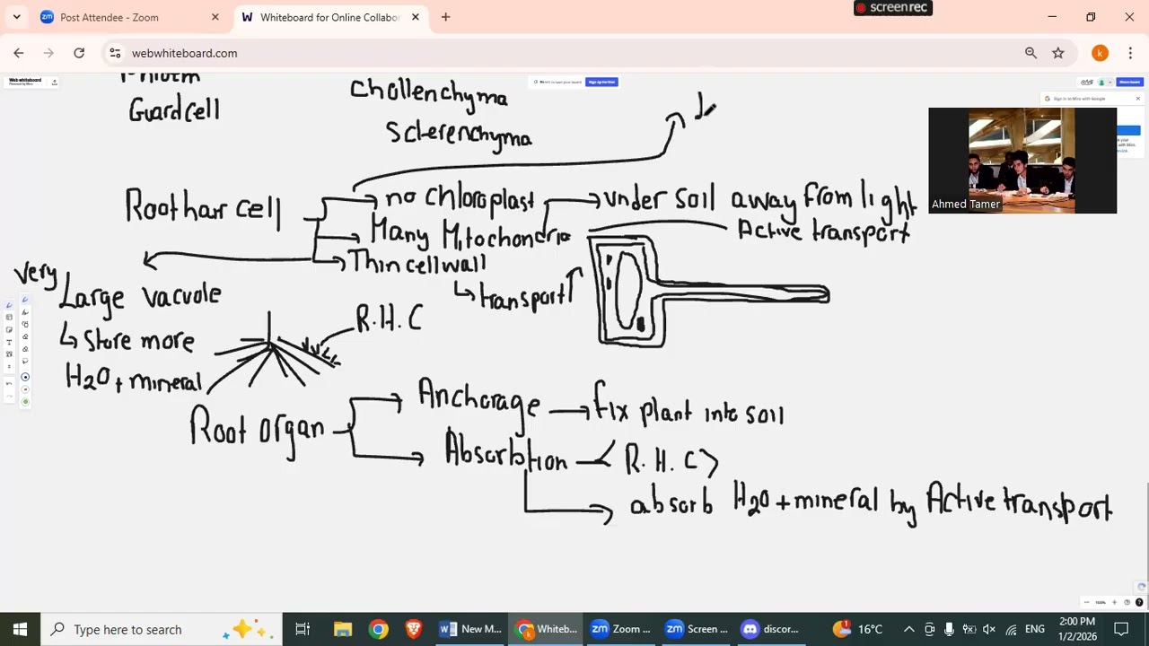 palisade and root hair cells
