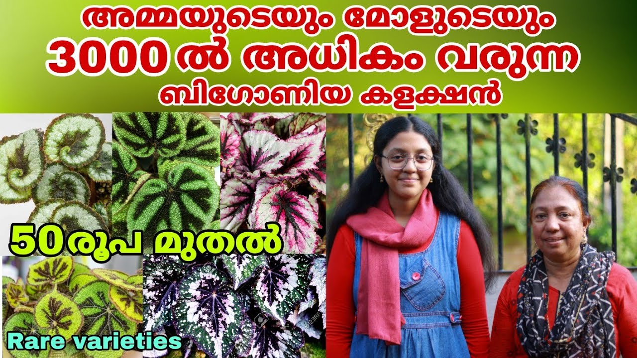 ആലപ്പുഴയിൽ 50രൂപ മുതൽ ബിഗോണിയ ചെടികൾ || 300ൽ അധികം ബിഗോണിയ വെറൈറ്റികൾ || Home Garden || Farm Stories