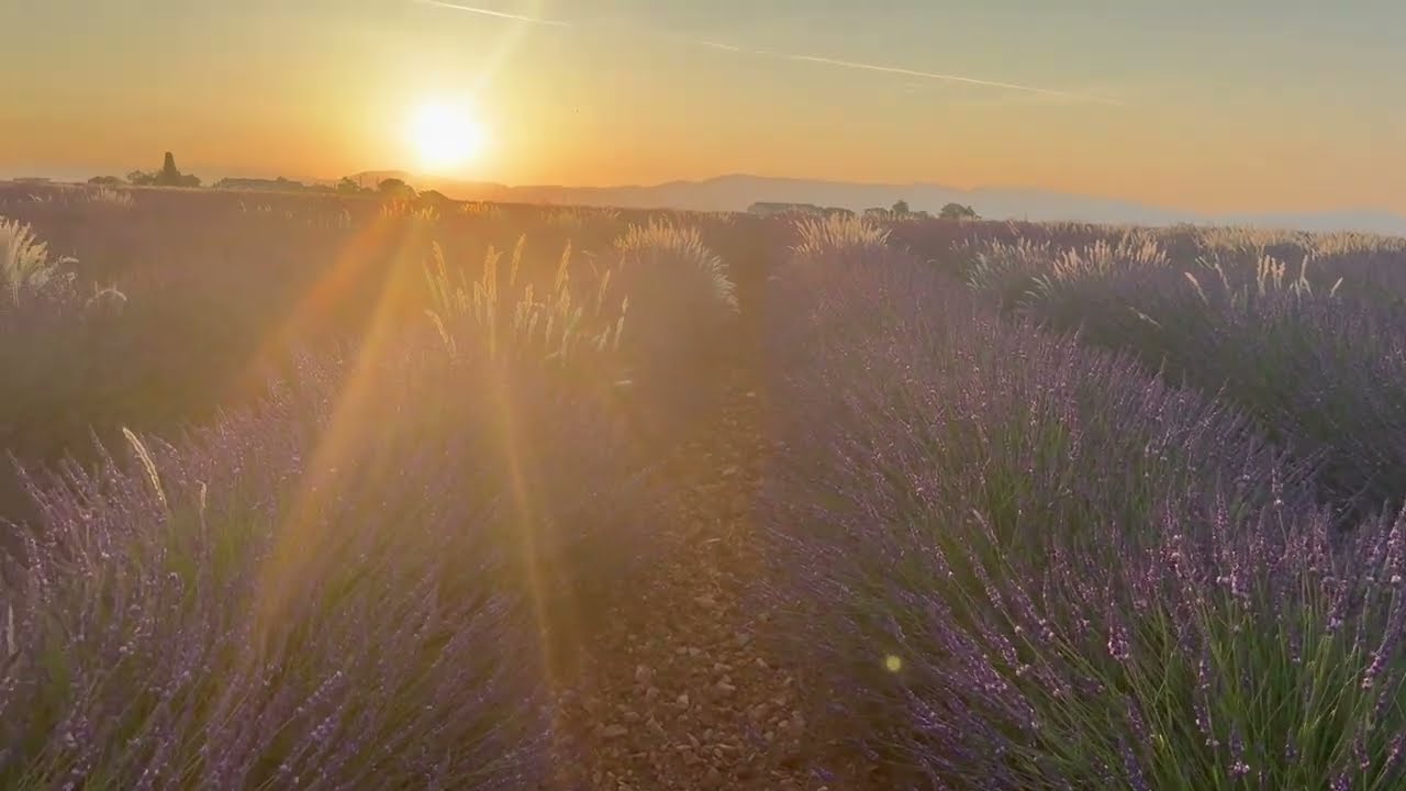 周深的歌全程陪伴我自駕遊  - Valensole 瓦朗索爾 薰衣草