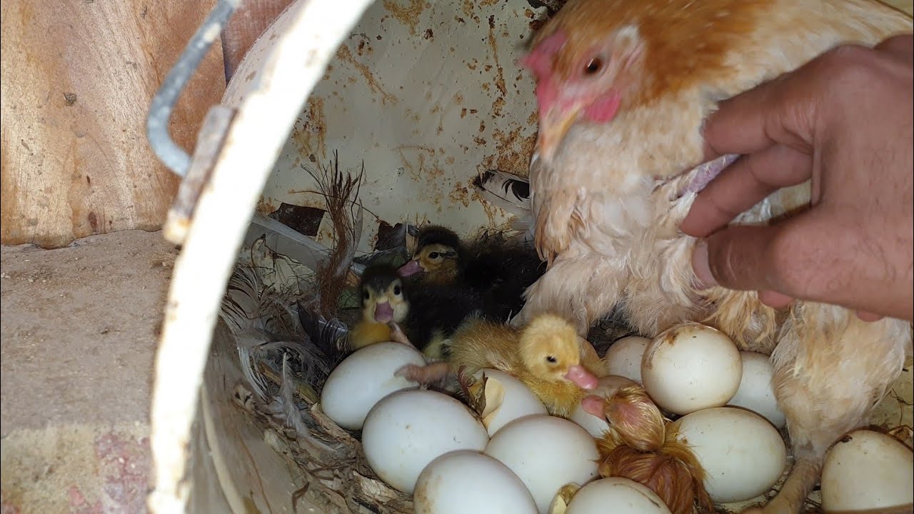 أخيرا بيض البط فقس تحت الدجاجه 😜 My hen hatching duck eggs and caring ducklings