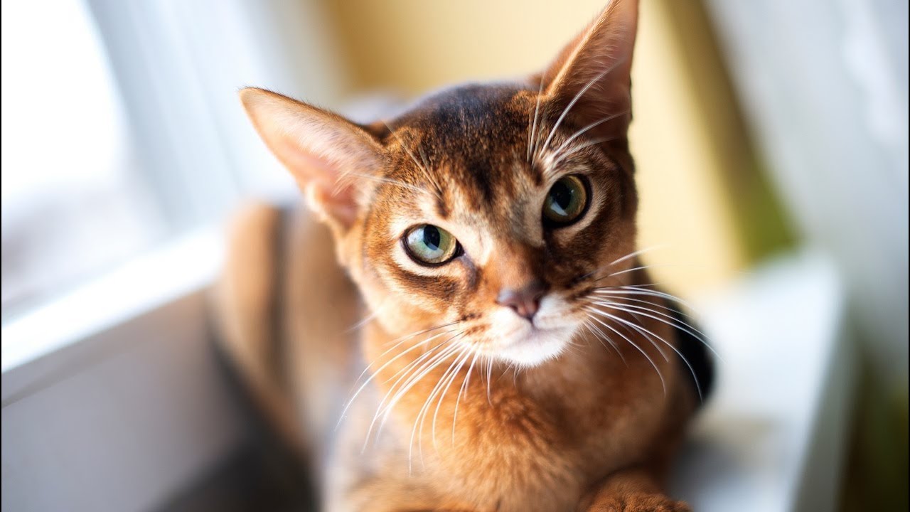 10 Pros and Cons of Owning an Abyssinian Cat😘😍😎