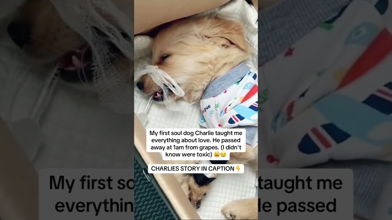 Charlie’s story in the description