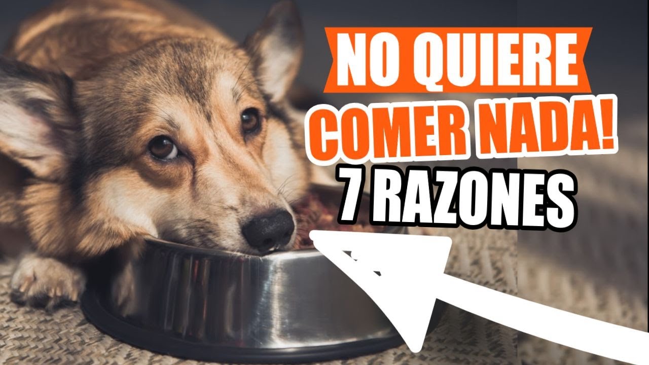 PÉRDIDA de APETITO en PERROS: 🐶😲7 Razones Más Comunes