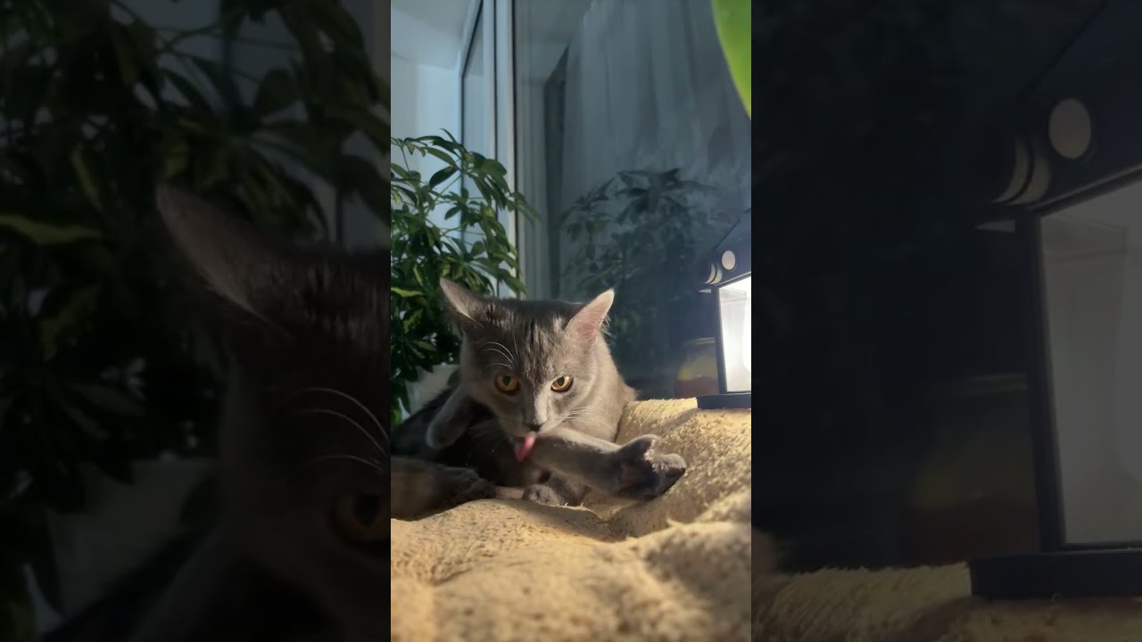 Котячий вечір