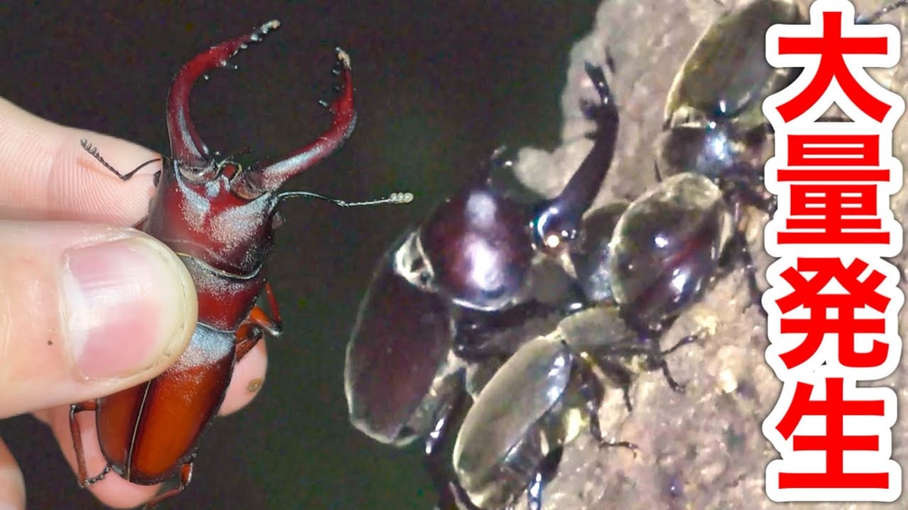 【クワガタ採集】カブトムシやクワガタの全盛期になりました！