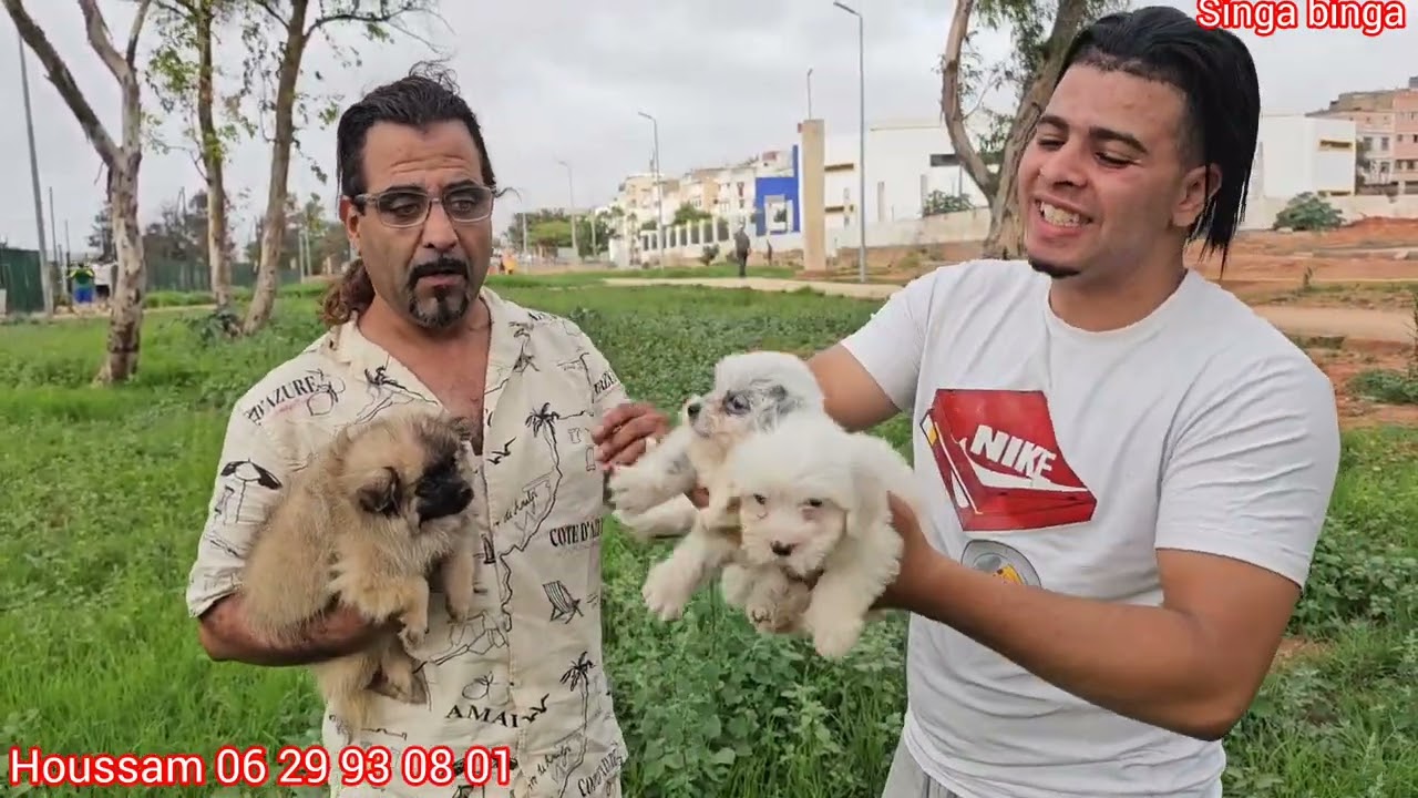 سوق القريعة بالدار البيضاء 🇲🇦🇲🇦 مع باعة جميع انواع الكلاب الزينة مولوع حسام  القطط الزينة اصغر سبدز 