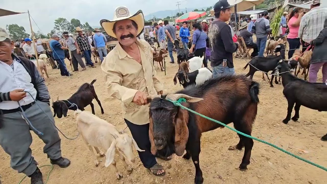 Jueves de plaza ganadera Ejutla de Crespo Oaxaca smexico #yuntadetoroscriollos #vacas #becerros