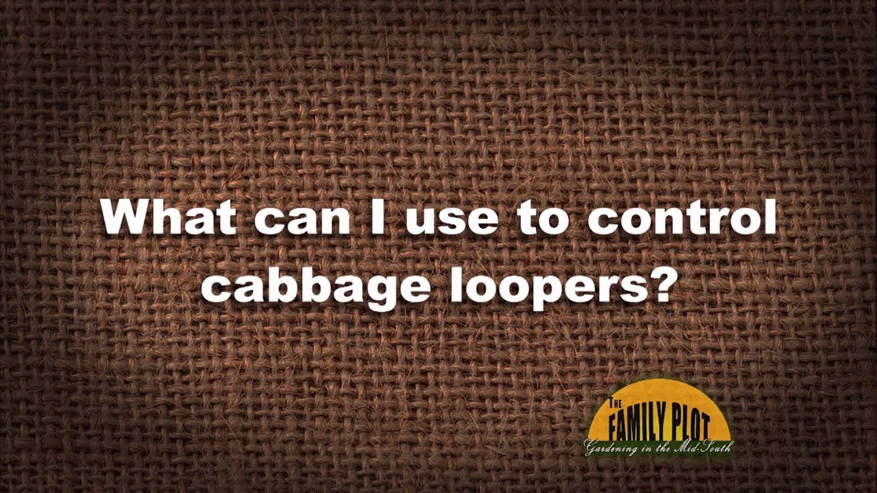 Q&A &ndash; What can I use to control cabbage loopers?
