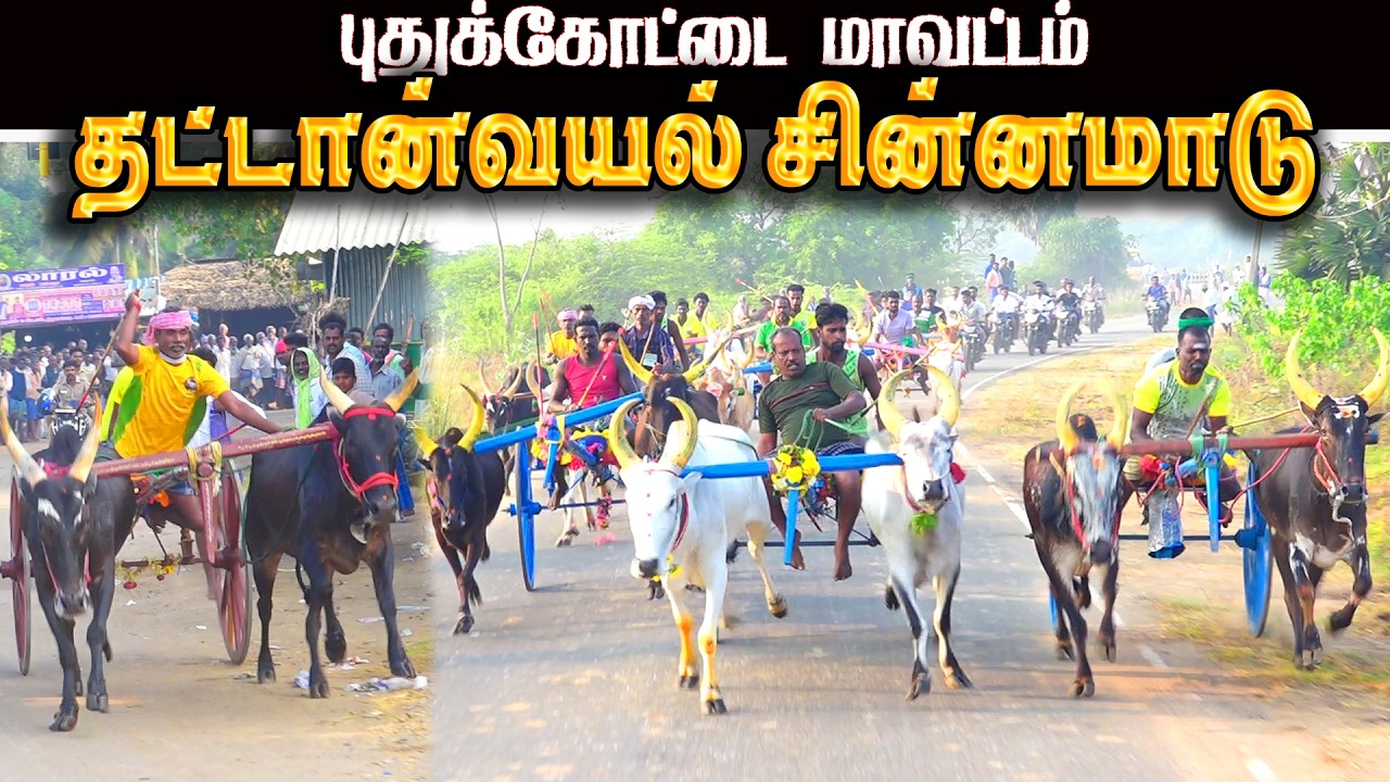 தட்டன்வயல் சின்னமாடு பந்தயம் 03.03.2026