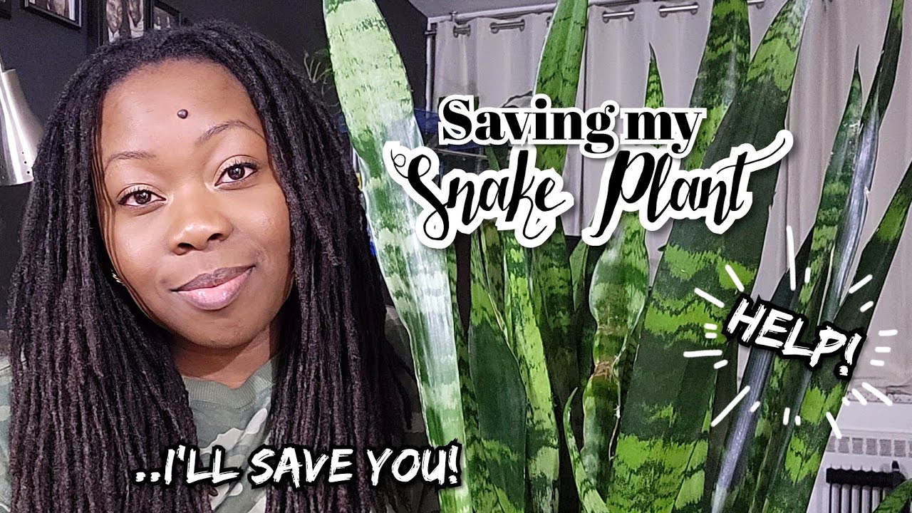Reviving Snake Plant from Root Rot in Less Than 24 Hours