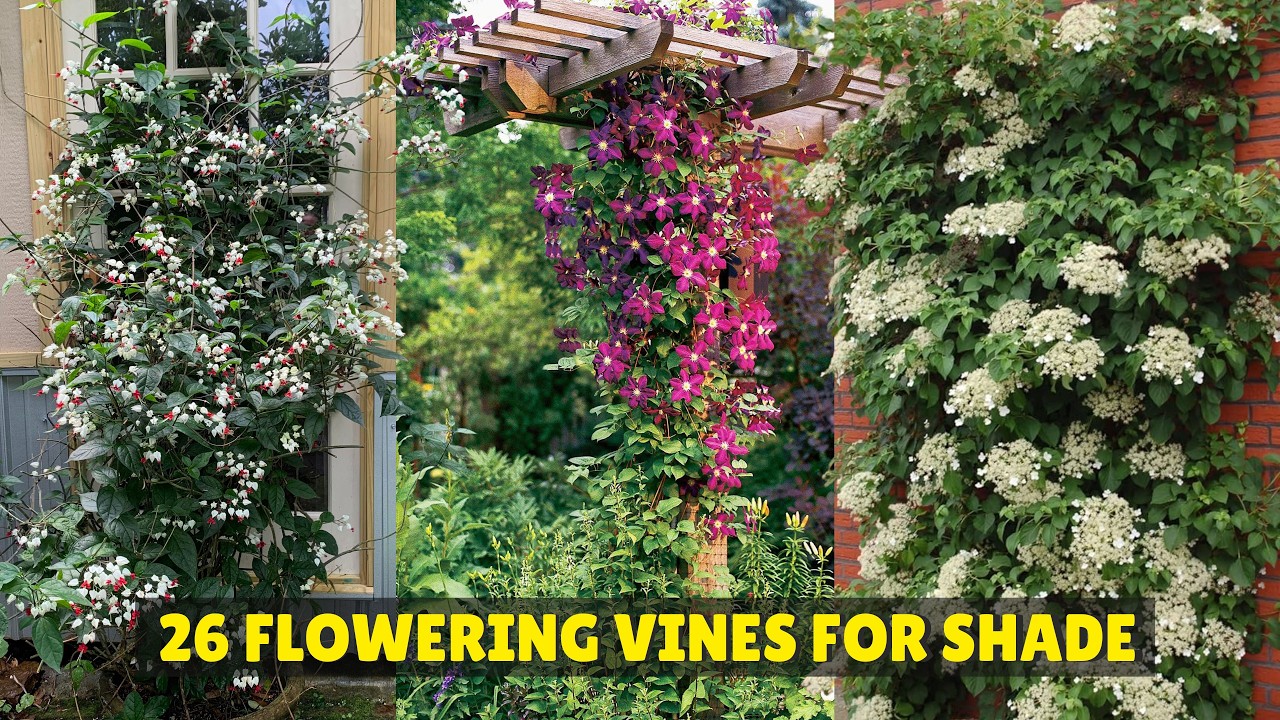 26 цветущих лиан для тени | Лучшие тенелюбивые вьющиеся растения