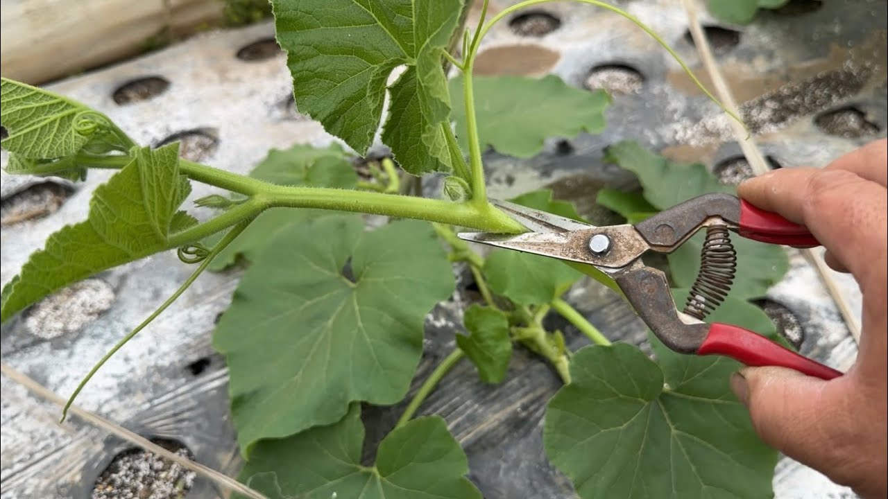 カボチャほったらかし栽培は失敗が多い・雄花と雌花が咲かない原因とアブラムシ対策（親づる摘心〜誘引と整枝〜肥料のタイミング）24/5/11