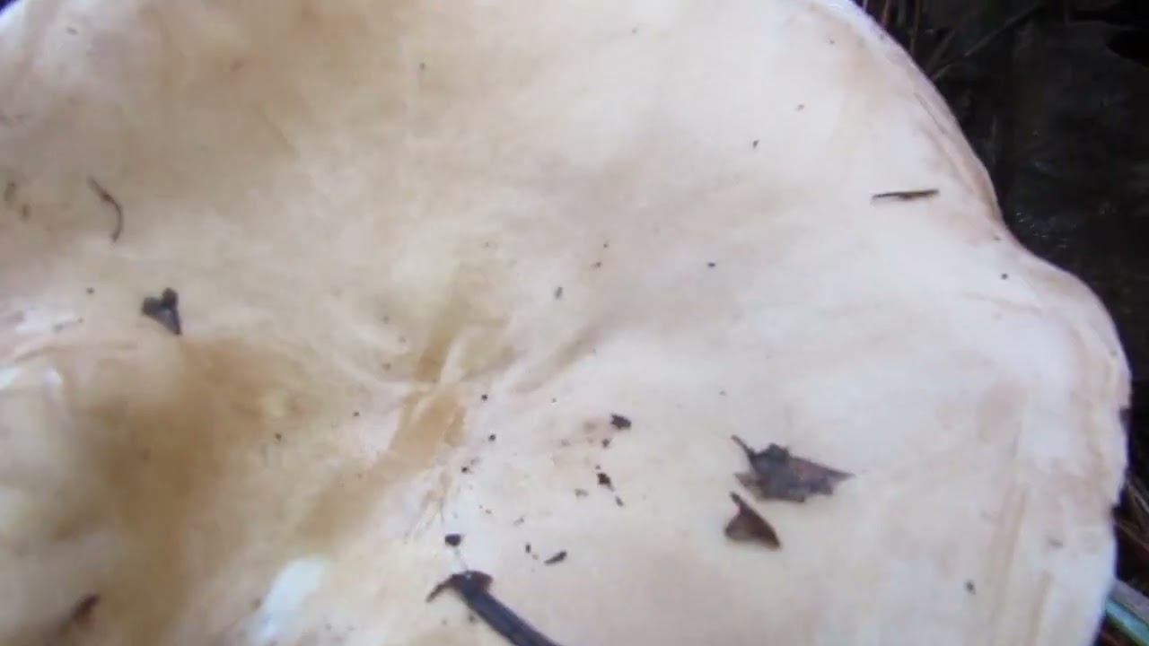 Infundibulicybe geotropa, Χωνιοκύβη η γεώτροπη