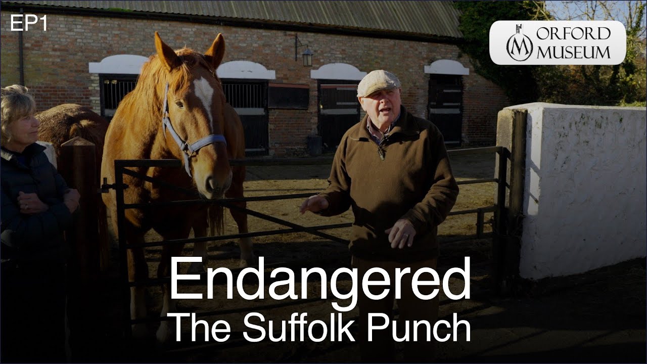 EP1 - Endangered - The Suffolk Punch Horse