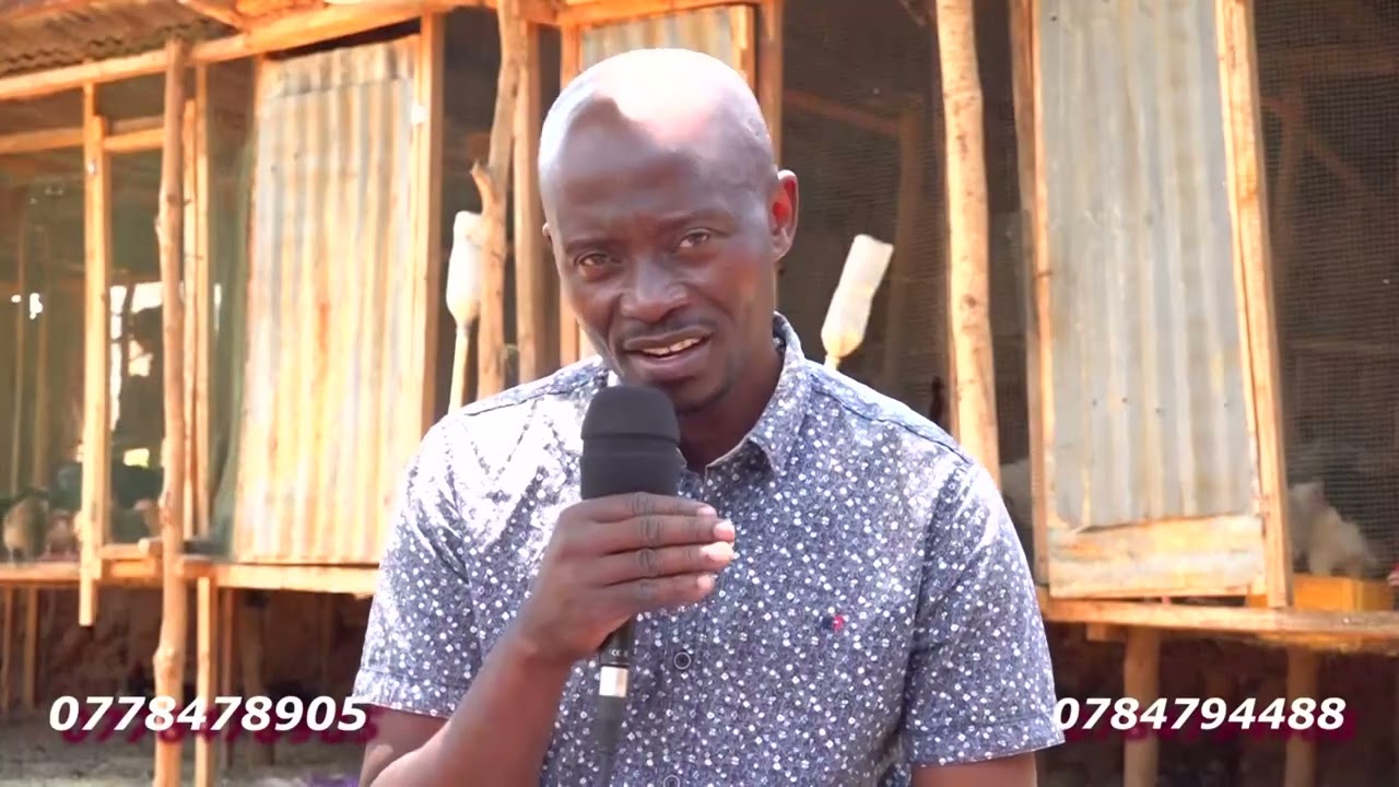 JIFUNZE NJINSI YAKUCHANGANYA CHAKURA CHA KUKU  WA MWEZI 2mpaka 5