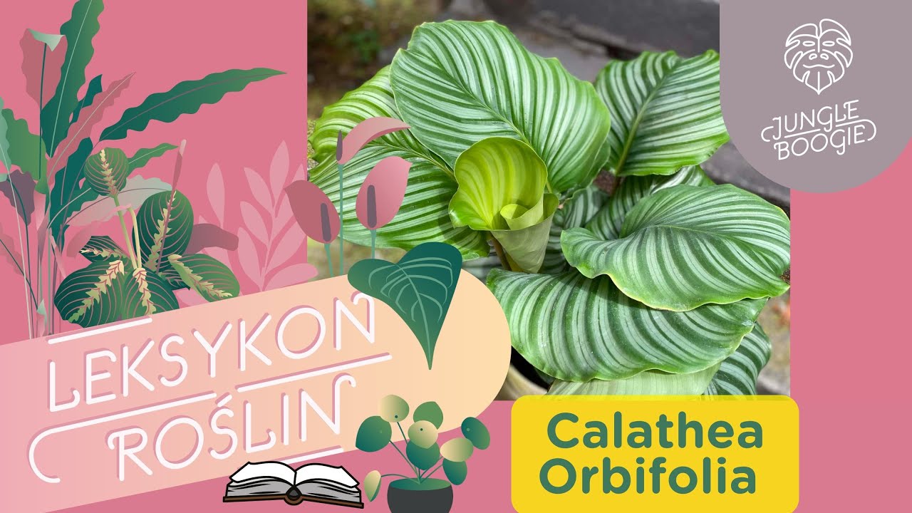 Calathea orbifolia - jak o nią dbać // Pielęgnacja i uprawa kalatei orbifolii