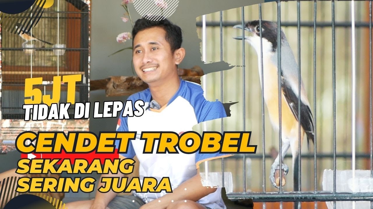 Burung Cendet Trobel Sekarang Jadi Sering Juara