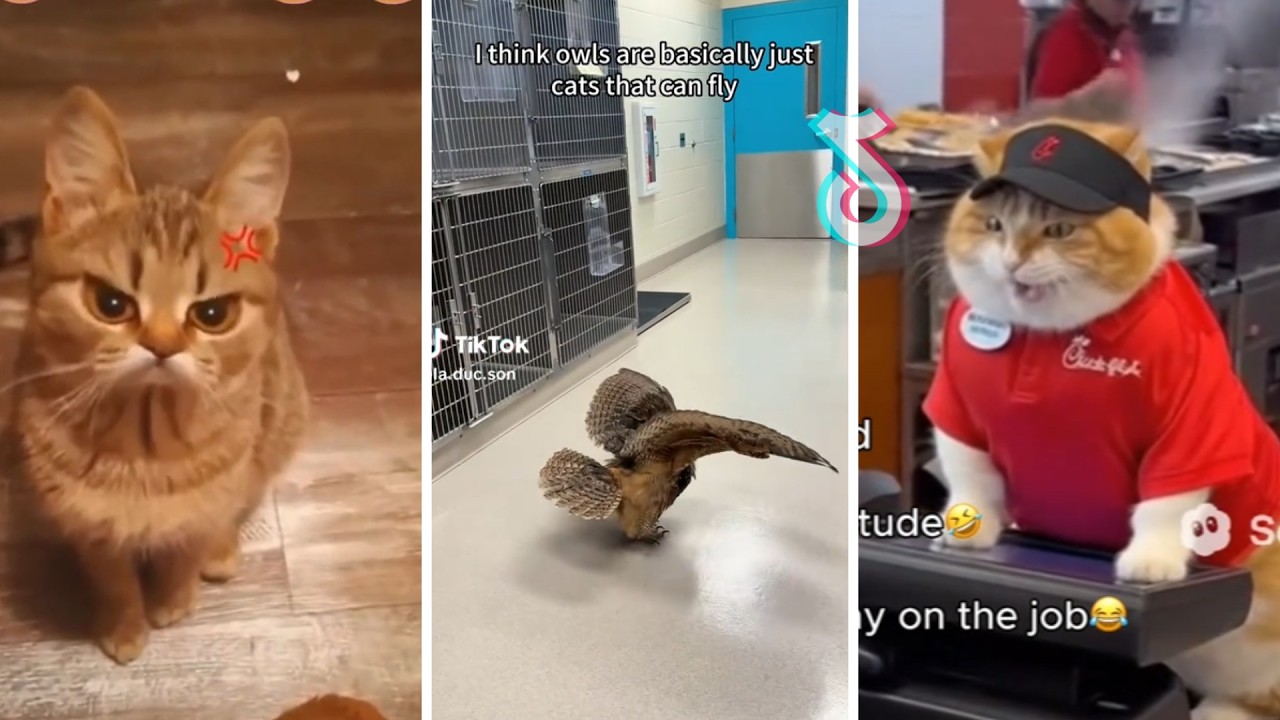 Daily Dose of Giggles: Funny Animal Moments