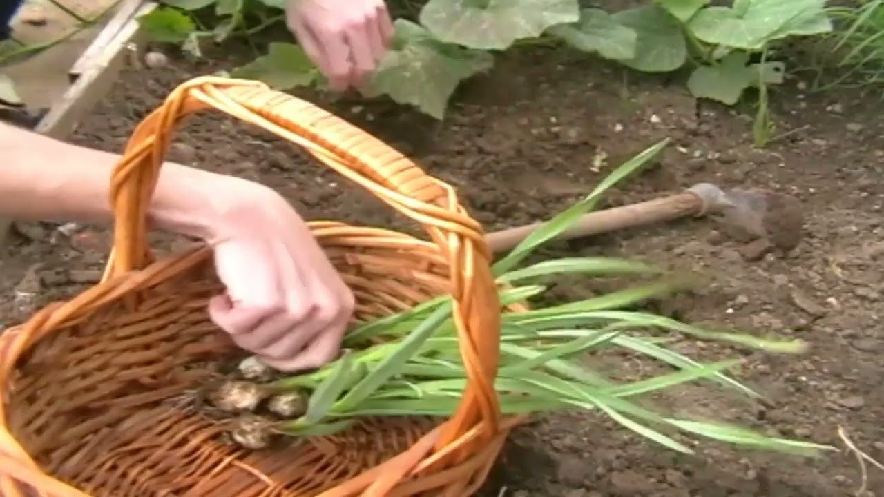 COMO TRASPLANTAR AJOS DE INTERIOR A EXTERIOR - AISLADO EN LA NATURA - CAPITULO 56