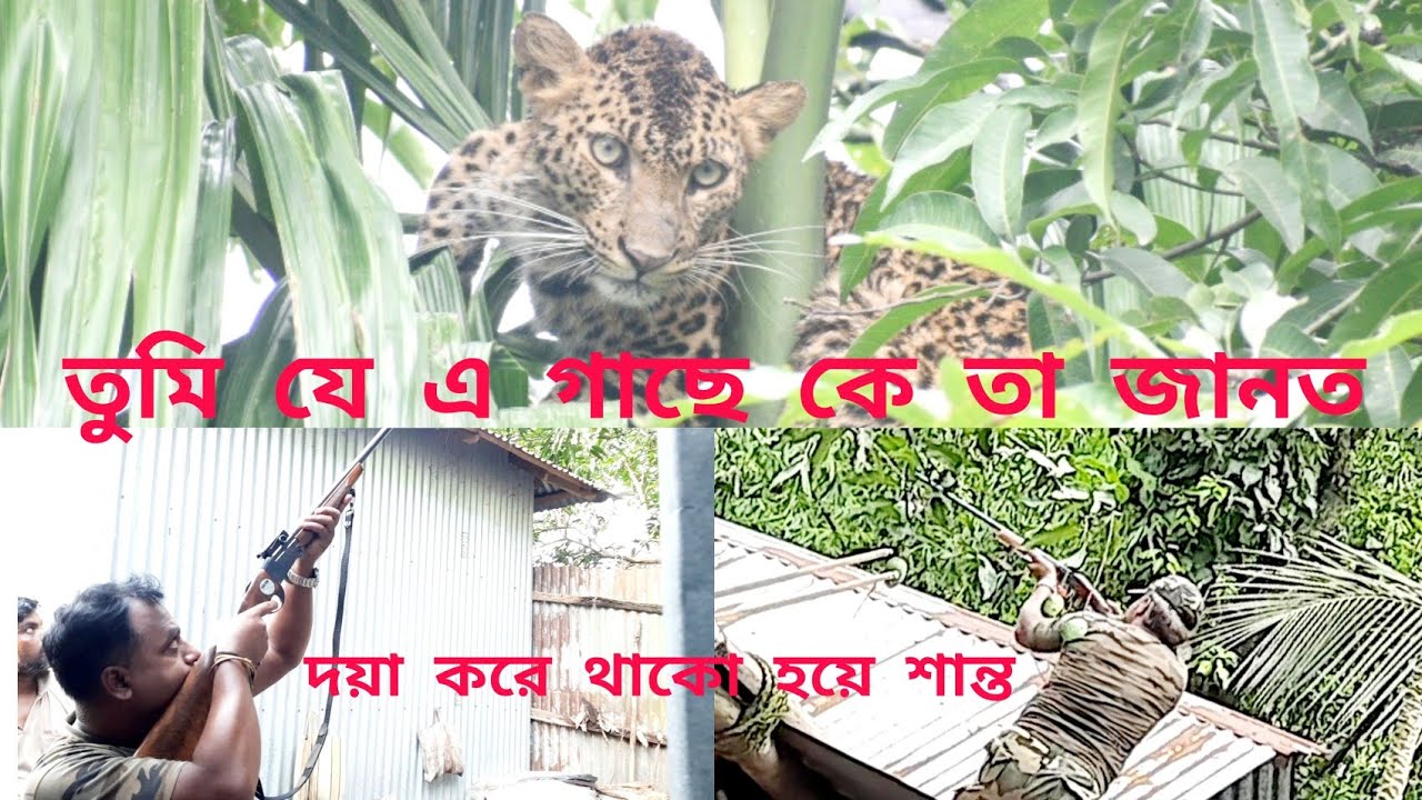 জলদাপাড়া জঙ্গল থেকে লোকালয়ে বাঘ।কোটা দিয়ে আম পারতে দেখেছেন!বাঘ পারতে দেখেছেন কি!😳 #samrattourworld
