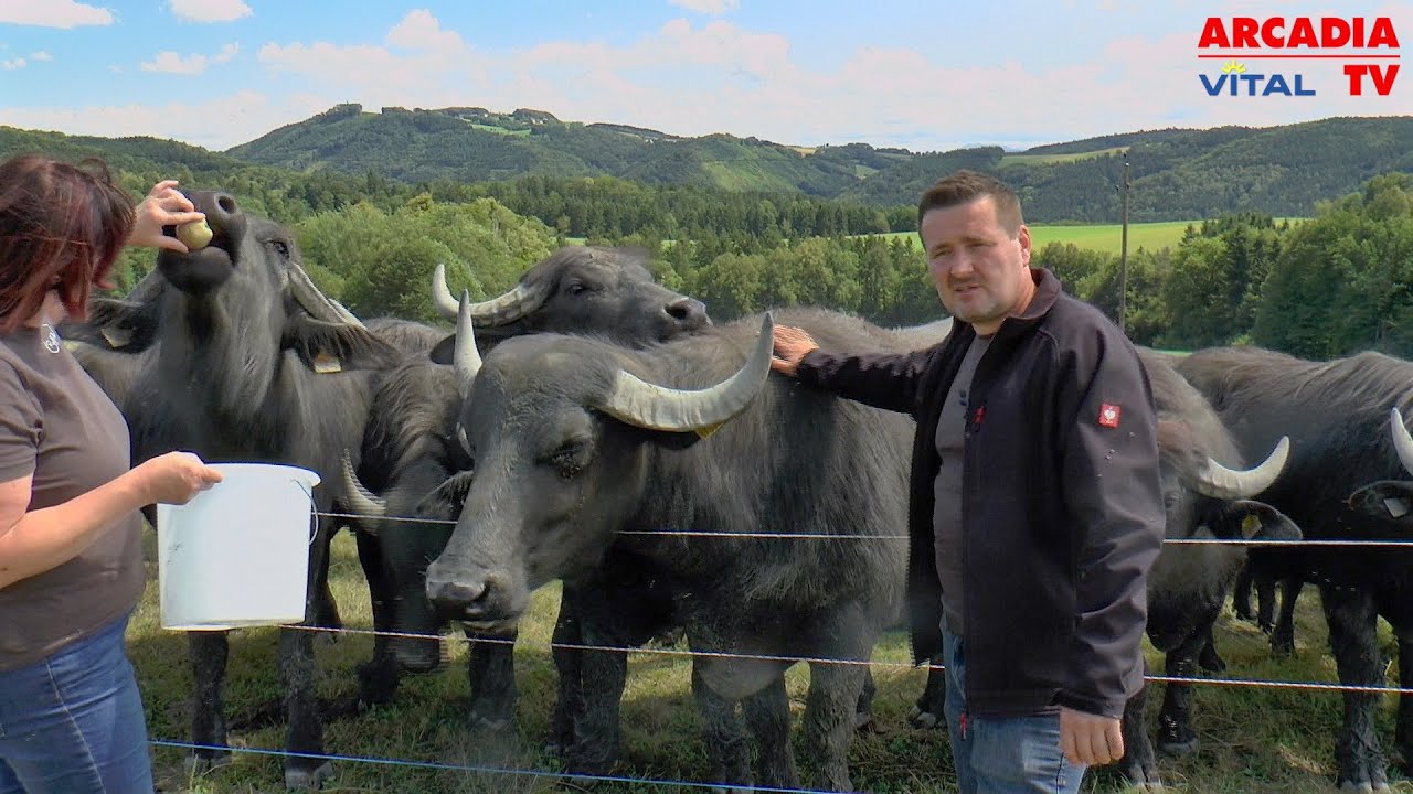 So leben Wasserbüffel im Waldviertel: Bio-Fleisch mit Tierwohl!