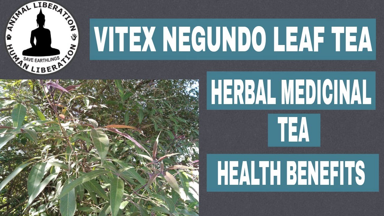 Vitex Negundo Leaf Herbal Tea Recipe | Herbal Medicinal Tea |Vegan| Health Benefits| Leaf Tea