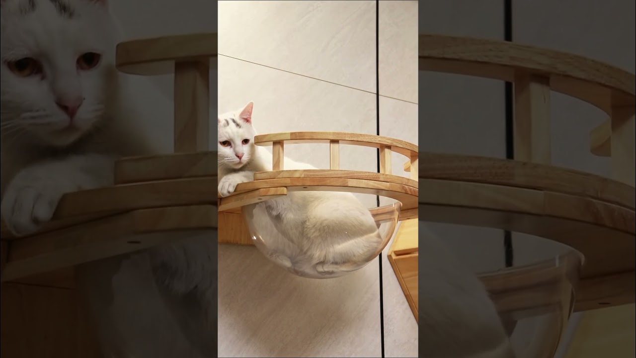 Hexagonal Wall-Mounted Cat Furniture Set | Modular Design with Transparent Domes