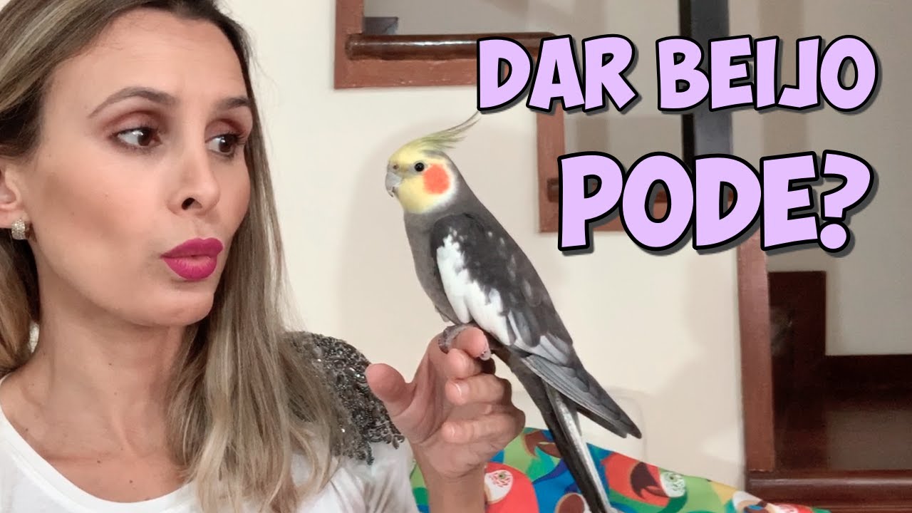 UAI, NÃO PODE BEIJAR CALOPSITA?