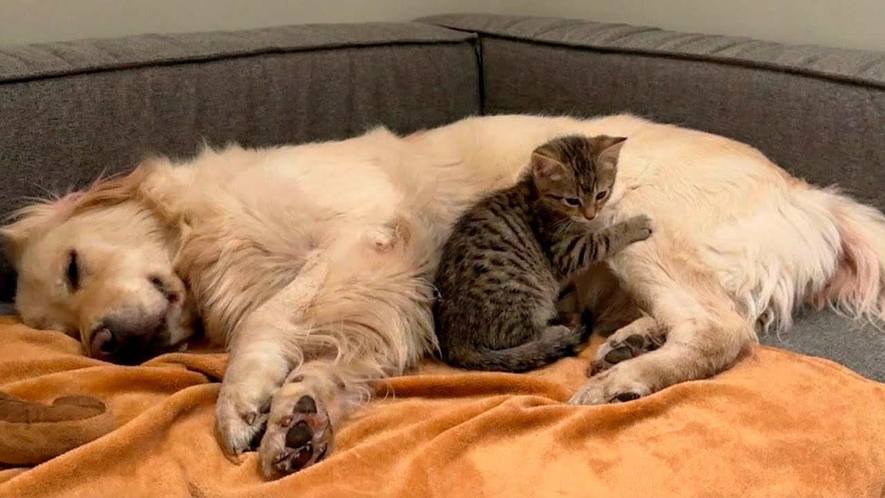 Kitten Tries to Make Friends With a Sleeping Golden Retriever