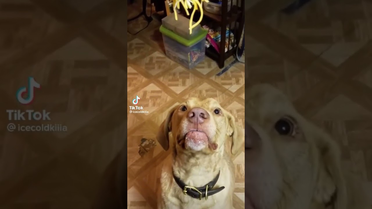 dog eating shredded cheese