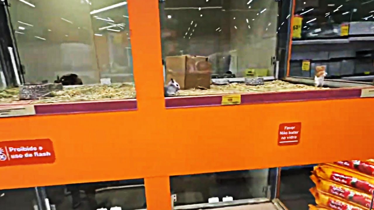 XITEYY INDO BUSCAR O SEU PORQUINHO DA INDIA